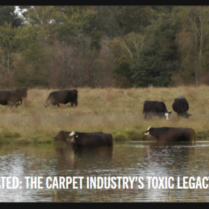 Contaminated: The Carpet Industry’s Toxic Legacy